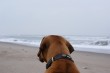 Sala beobachtet die Wellen...
